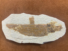 Fish Fossil from Wyoming
