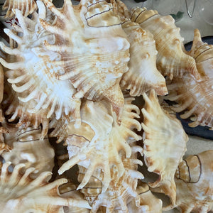 Millipede Lambis 3 1/2 -4 1/2 inches