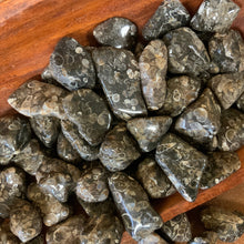 Turitella Agate Tumbled